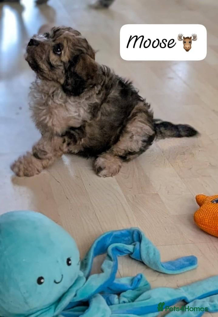 Cavapoochon dogs Cavapoochons only 2 pups left - Advert 2