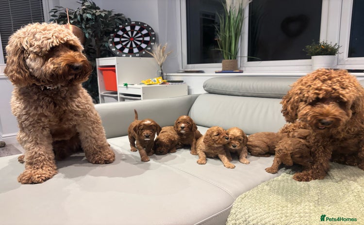 Cockapoo dogs - Advert 12