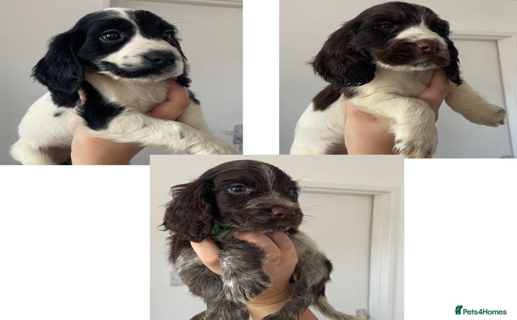 Cocker Spaniel dogs - Advert 10