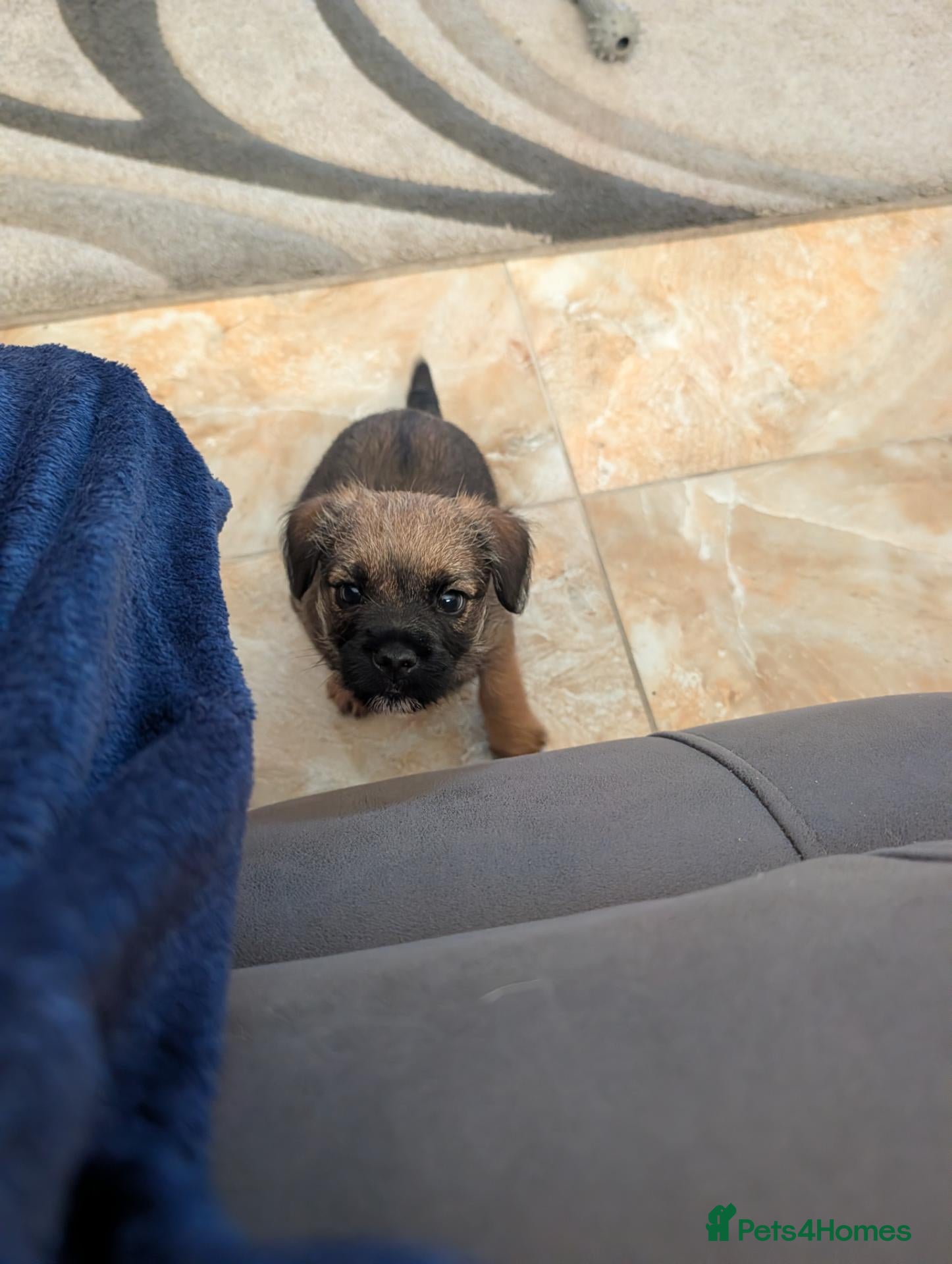 Border Terrier dogs KC border terrier puppies 2 boys - Advert 1