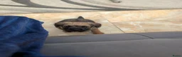 Border Terrier dogs for sale: KC border terrier puppies 2 boys - Advert 1