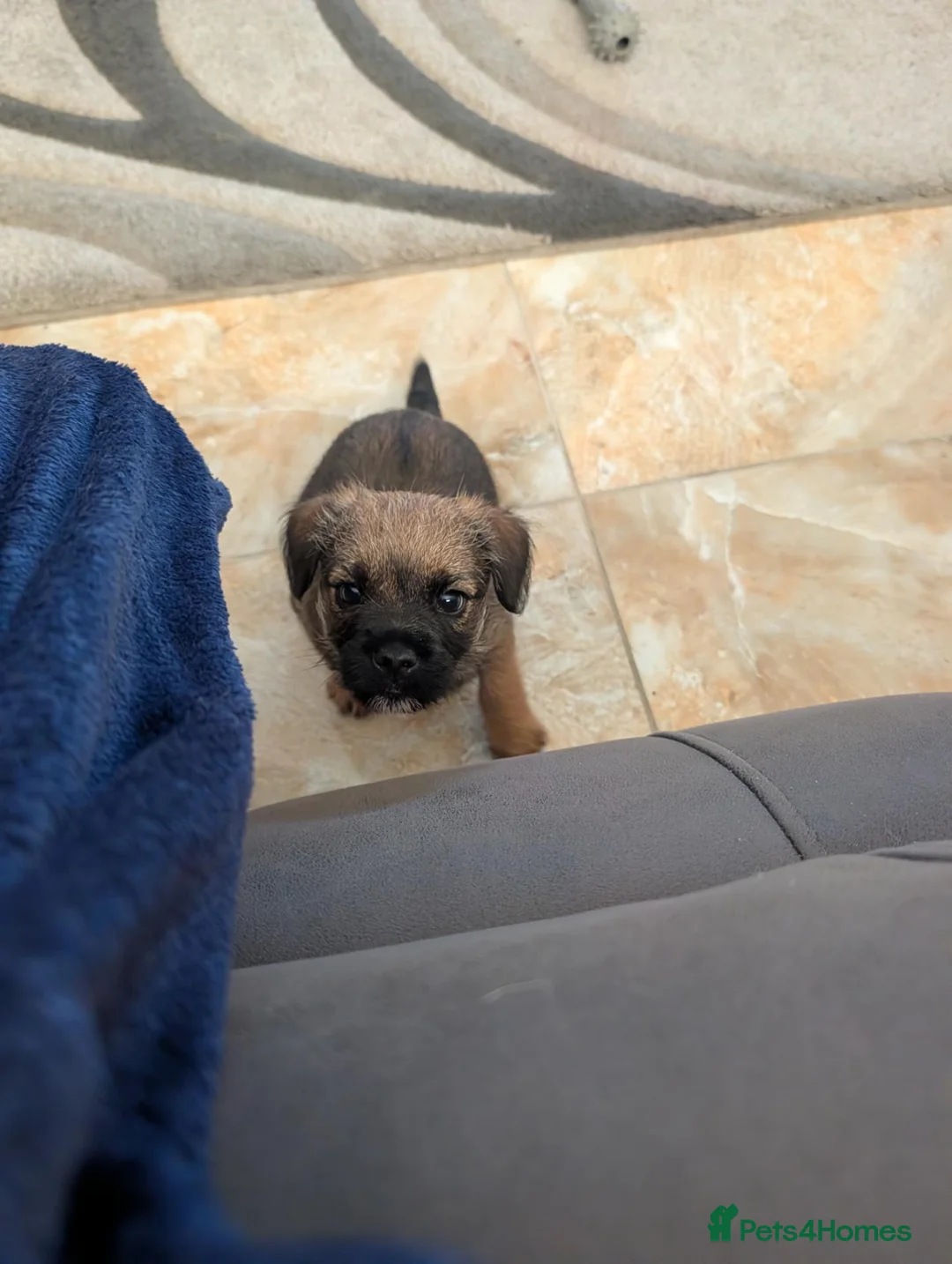 Border Terrier dogs for sale: KC border terrier puppies 2 boys - Advert 1