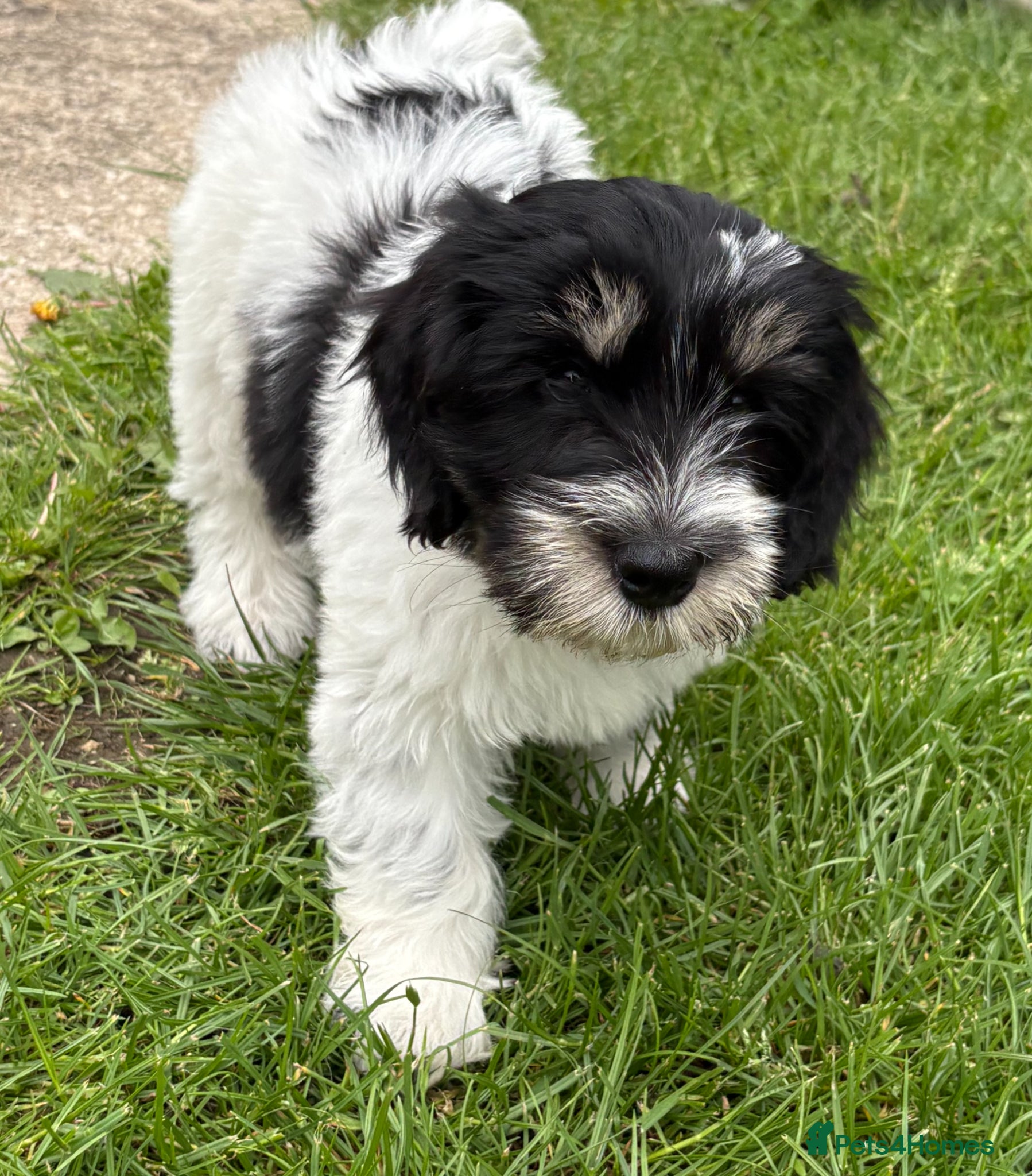 Polish Lowland Sheepdog dogs  Polish Lowland Sheepdog puppy girl available. - Advert 2