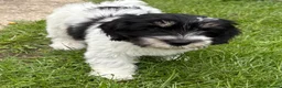 Polish Lowland Sheepdog dogs for sale:  Polish Lowland Sheepdog puppy girl available. - Advert 2