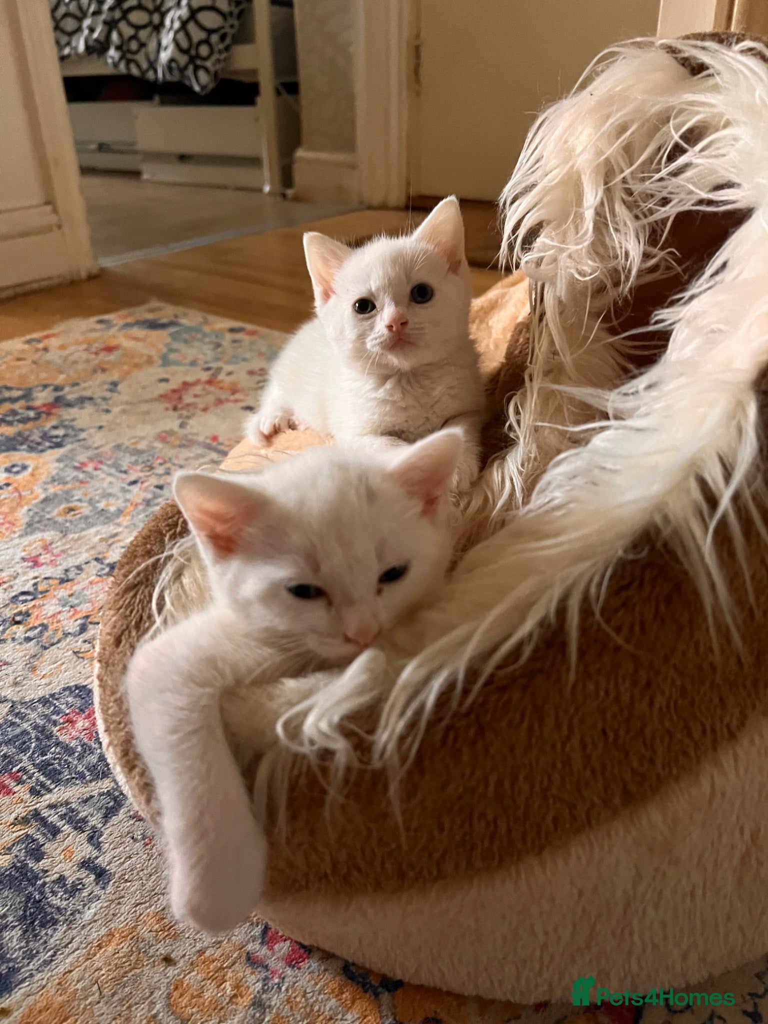 Mixed Breed cats Male kittens need new homes  - Advert 1