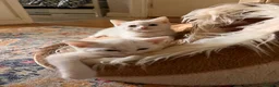 Mixed Breed cats for sale: Male kittens need new homes  - Advert 1