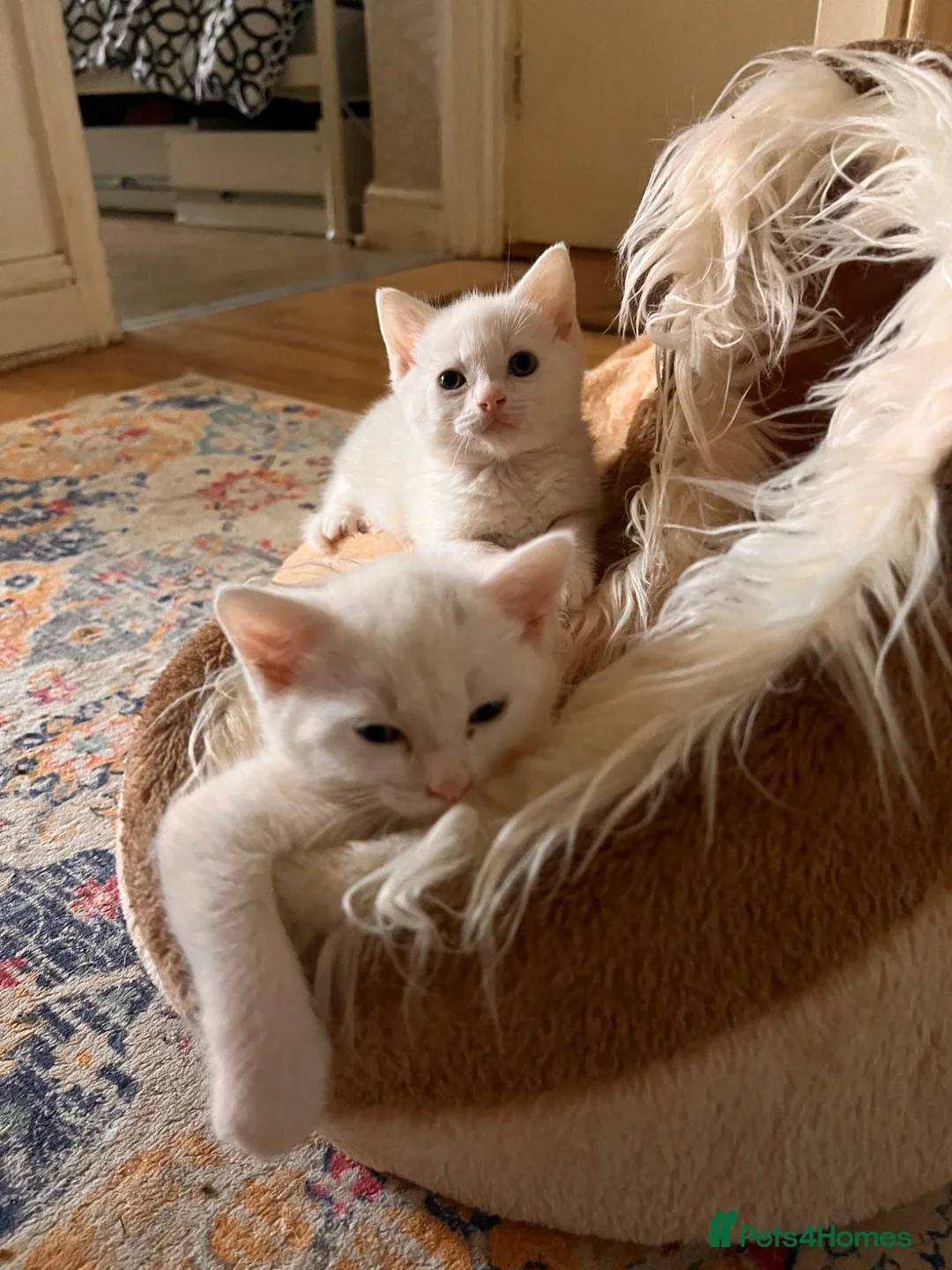 Mixed Breed cats for sale: Male kittens need new homes  - Advert 1