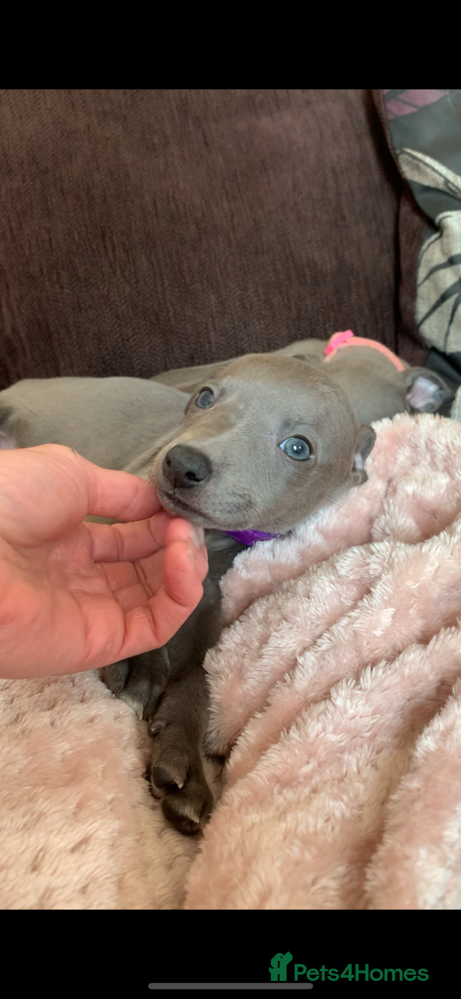 Whippet dogs for sale: Blue Kennel Club Registered Whippet pups - Advert 1