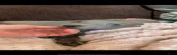 Whippet dogs for sale: Blue Kennel Club Registered Whippet pups - Advert 1