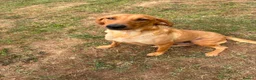 Labrador Retriever dogs for sale: KC Reg fox red bitch in Ashford - Advert 3