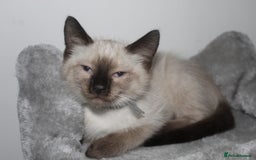 Ragamese cats for sale: Ragamese ragdoll siamese vaccinated, microchipped - Image 4