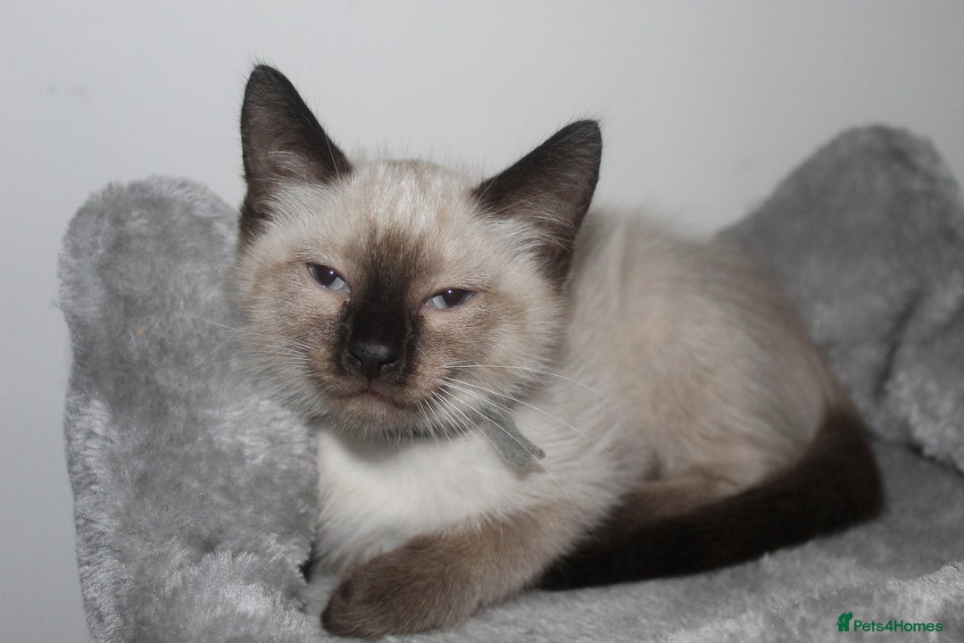Ragamese cats for sale: Ragamese ragdoll siamese vaccinated, microchipped - Image 4