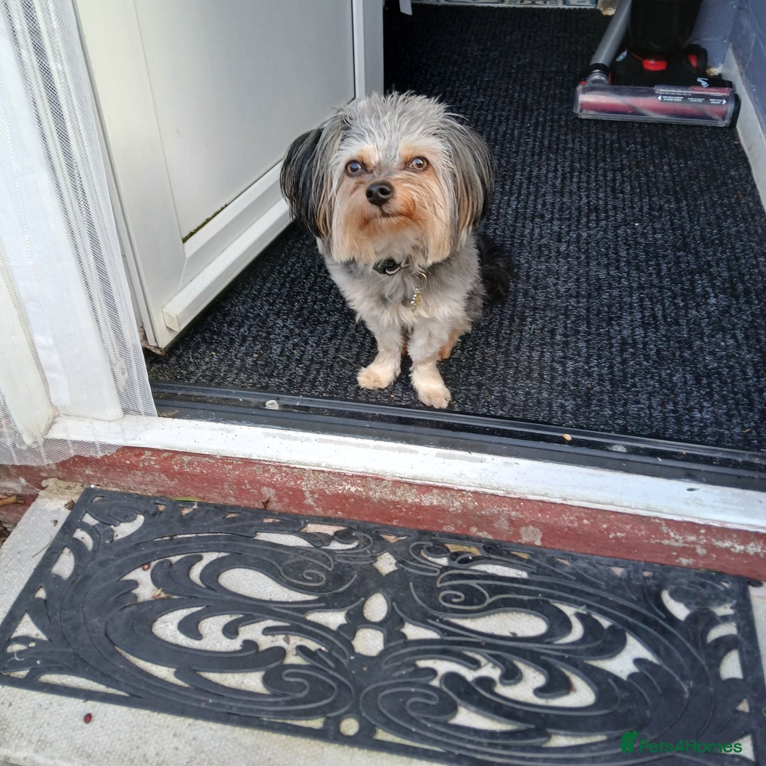 Chorkie dogs for sale: 12MTH OLD MALE CHORKIE FOR SALE - Advert 1