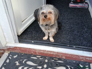 Chorkie dogs 12MTH OLD MALE CHORKIE FOR SALE - Advert 1