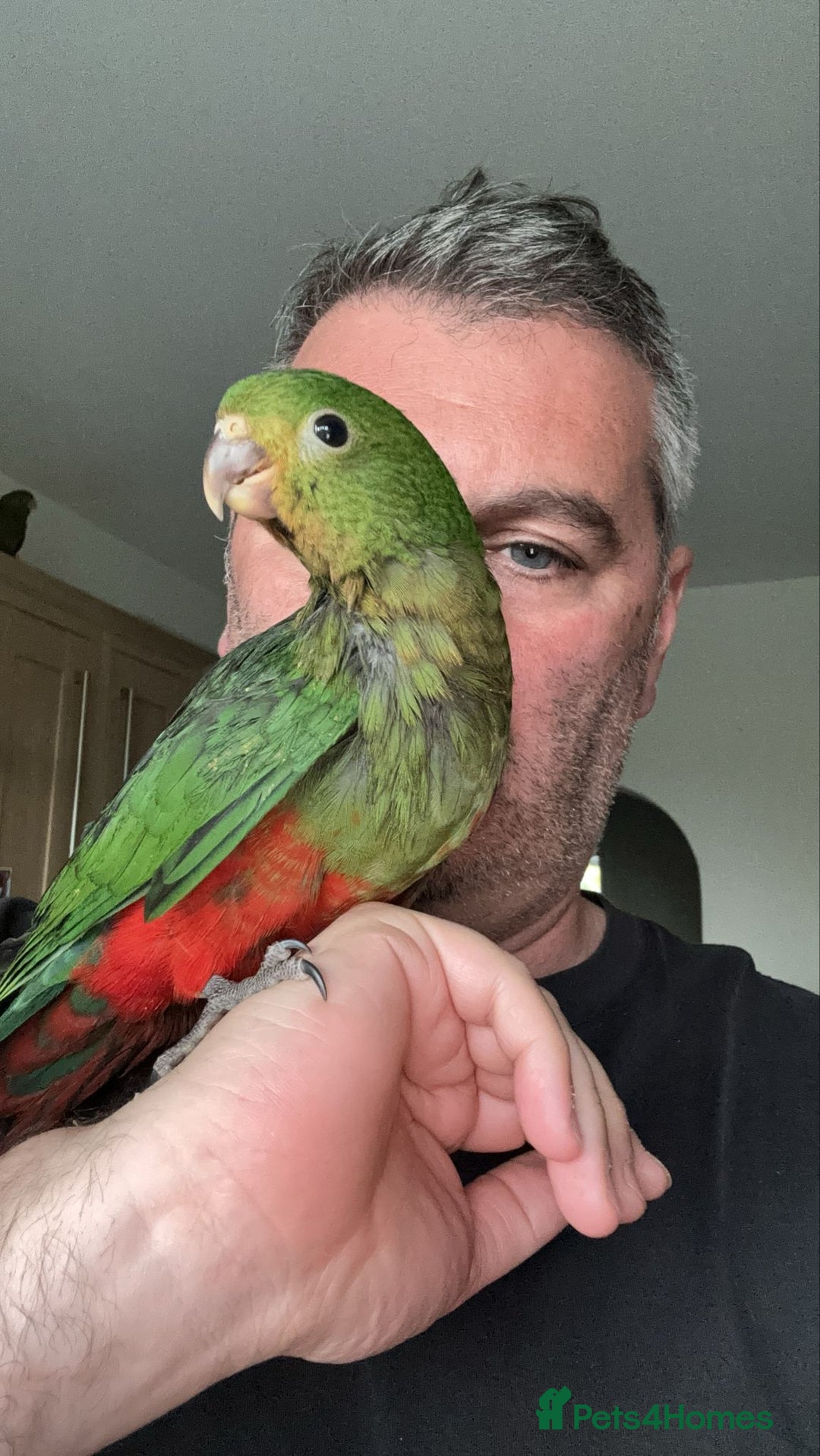 Parrots birds for sale: Baby hand reared Australian king parrots - Image 3