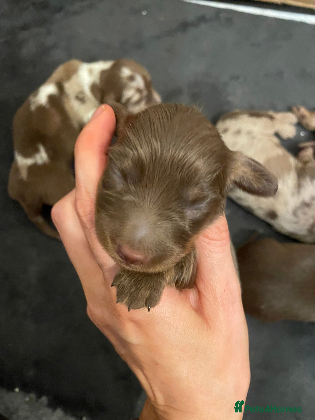 Miniature Dachshund dogs for sale: Miniature Dachshund Long Haired Puppies  - Advert 16