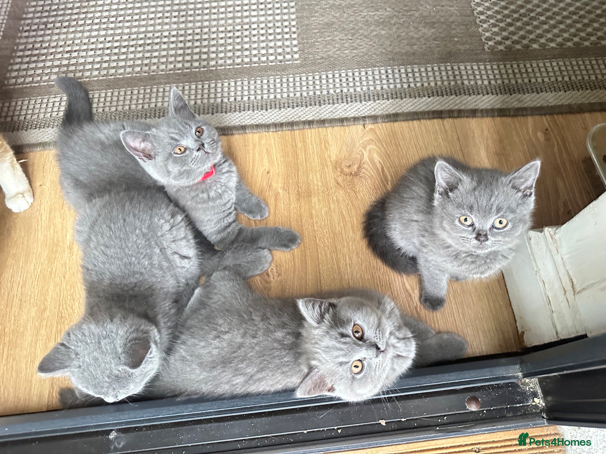 British Shorthair cats GCCF registered kitten - Advert 2