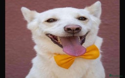 Mixed Breed dogs for adoption: 🐾 Whitey 🐾 - Image 5