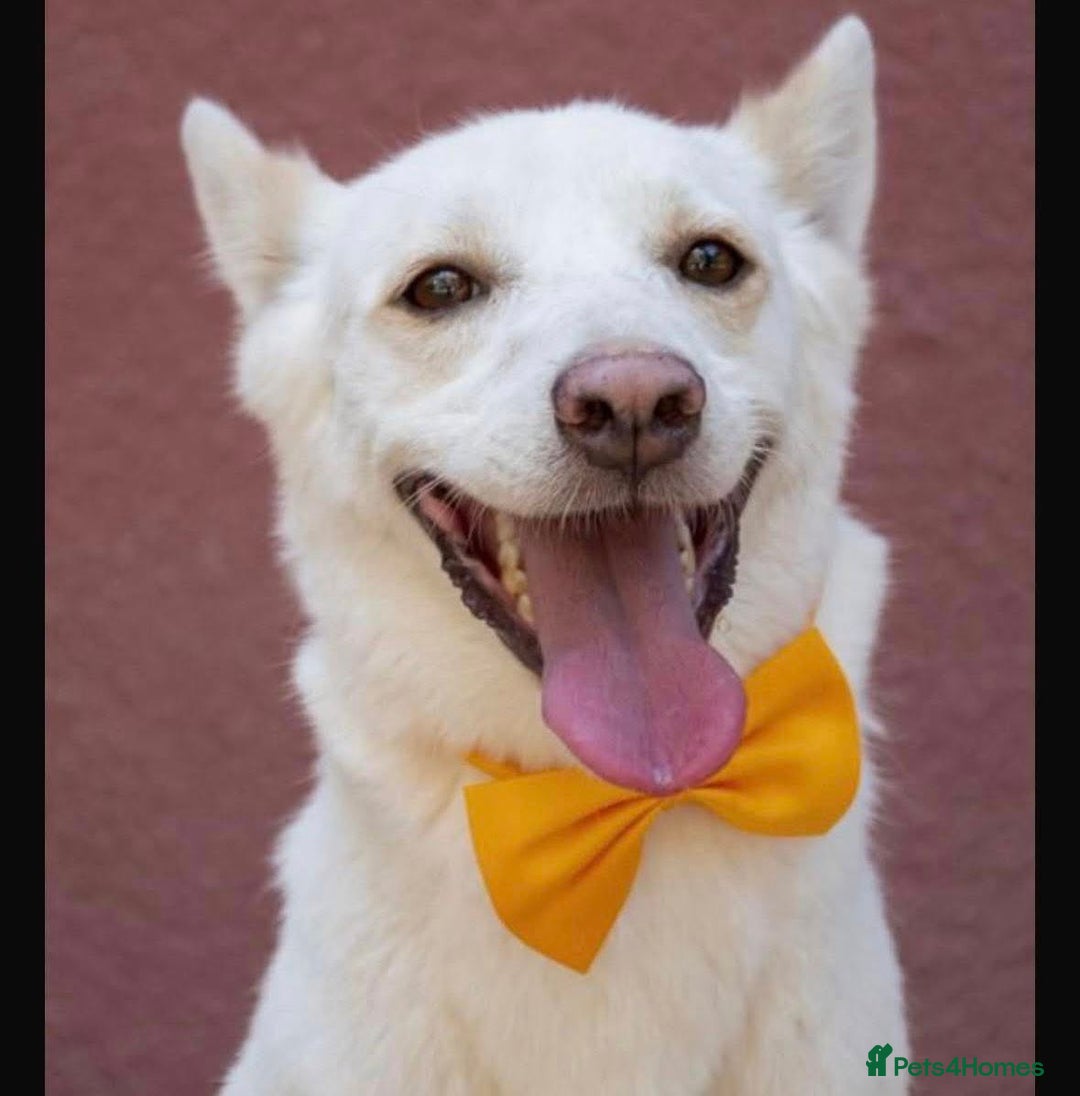 Mixed Breed dogs for adoption: 🐾 Whitey 🐾 - Image 5