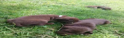 Mixed Breed dogs for sale: Chocolate puppies - Weim x WH Vizsla - Advert 5