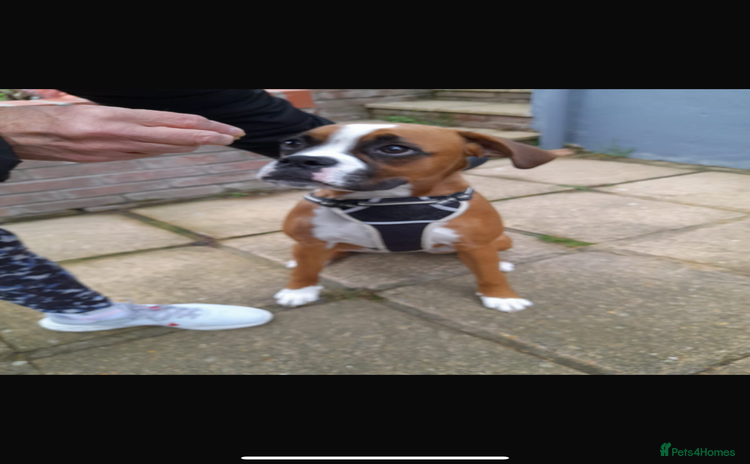 Boxer dogs - Advert 1