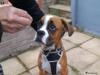 Boxer dogs - Advert 22