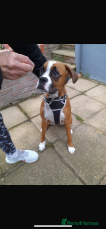 Boxer dogs - Advert 1