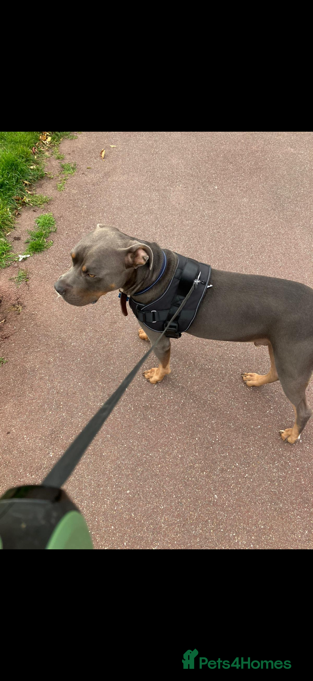 Mixed Breed dogs for sale: Stunning Boy - Advert 2