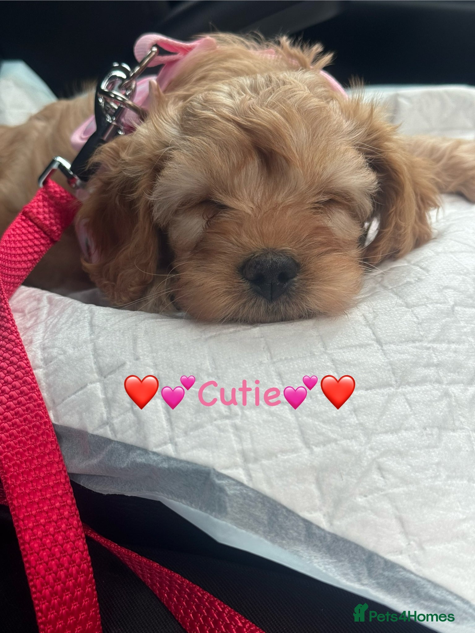 Cavapoo dogs ♡ Cavapoo Beauty ♡ READY TO GO 💕 - Advert 4