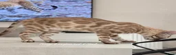 Bengal cats for sale: Two Kittens Left! Full Pedigree Snow TICA Bengals - Advert 9