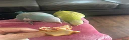Parrots birds for sale: Bright Colours & Sweet Nature in Hamilton - Advert 3