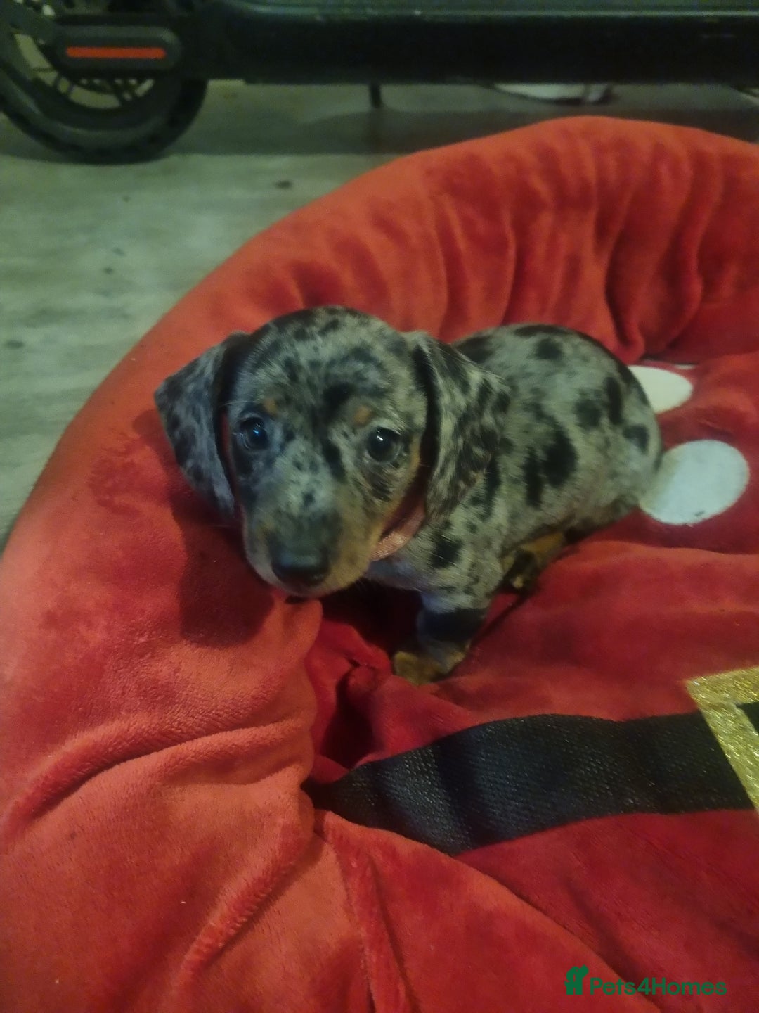 Miniature Dachshund dogs for sale: Miniature Dachshund  - Advert 5