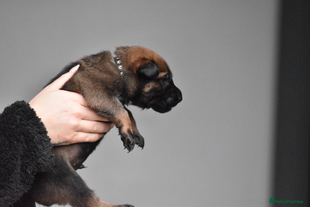 Belgian Shepherd Dog dogs for sale: Exclusive bloodlines  - Advert 18