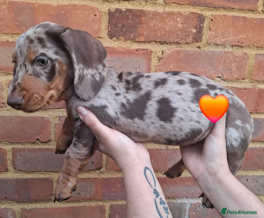 Miniature Dachshund dogs for sale: Miniature Dachshund Pups - Advert 10