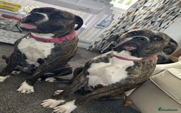 Mixed Breed dogs for sale: Two beautiful sisters need a new home - Image 2