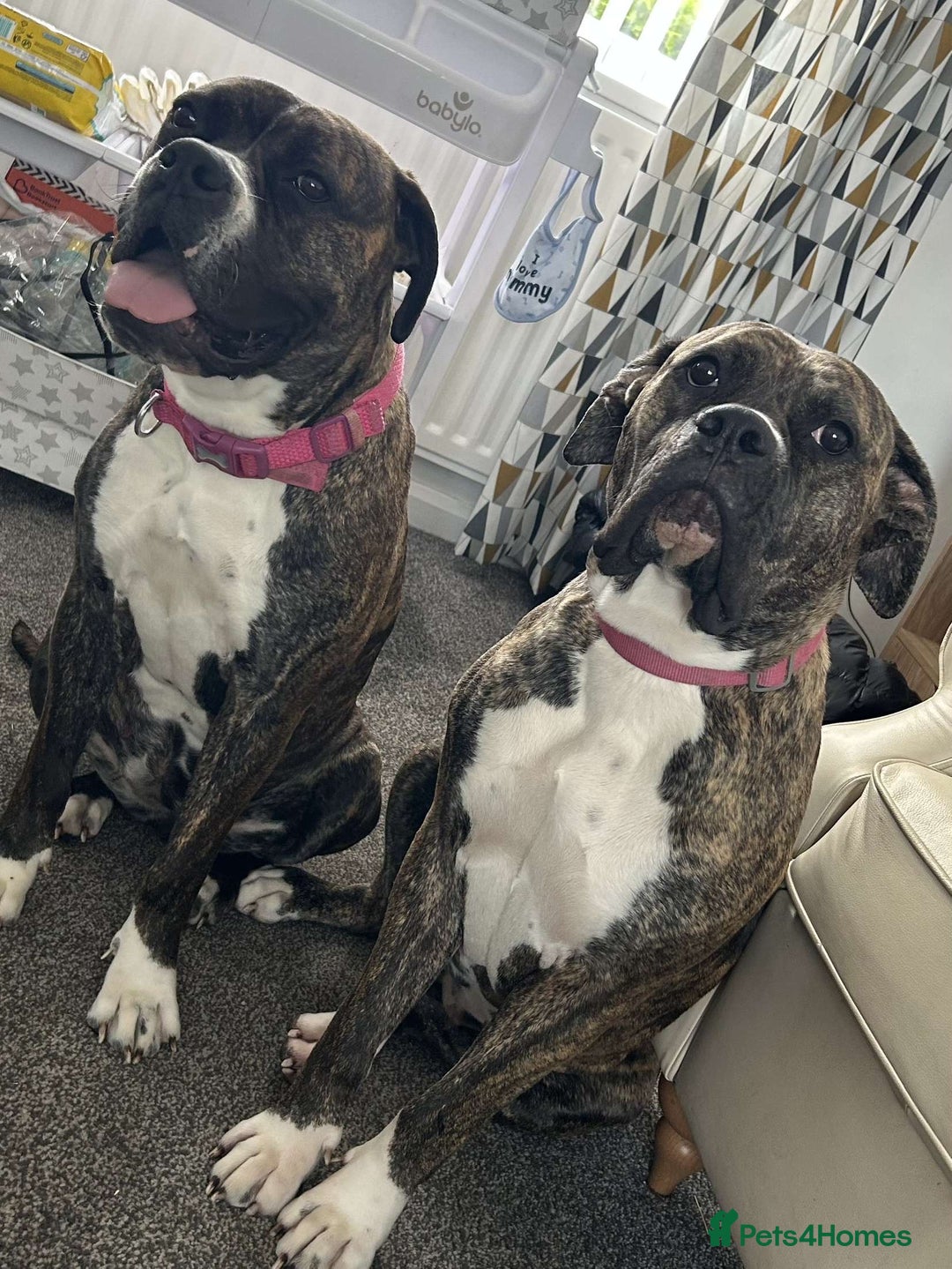 Mixed Breed dogs for sale: Two beautiful sisters need a new home - Image 2