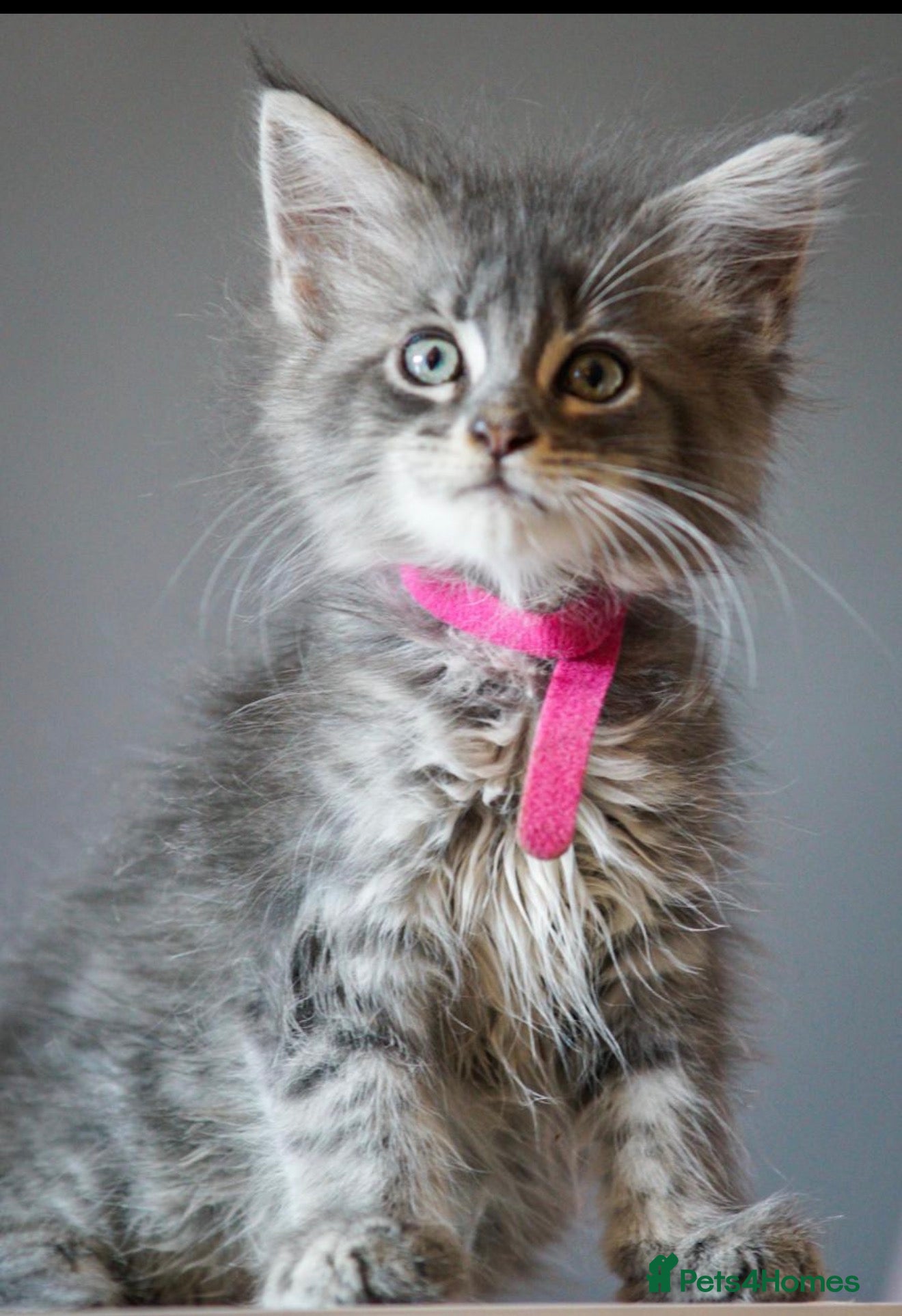 Maine Coon cats Reduced full breed Mainecoon kittens ready now  - Advert 7