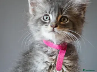 Maine Coon cats Reduced full breed Mainecoon kittens ready now - Advert 7