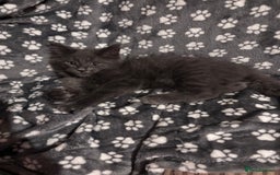 Ragcoon cats for sale: Beautiful Maine Coon x Ragdoll Kittens  Available - Image 1