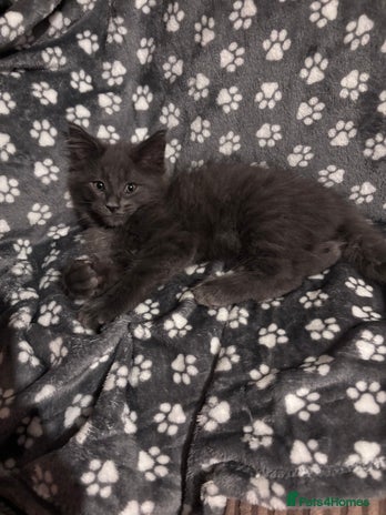 Ragcoon cats - Advert 2