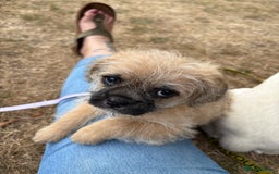Mixed Breed dogs for sale: Fluffy frenchies  - Image 1