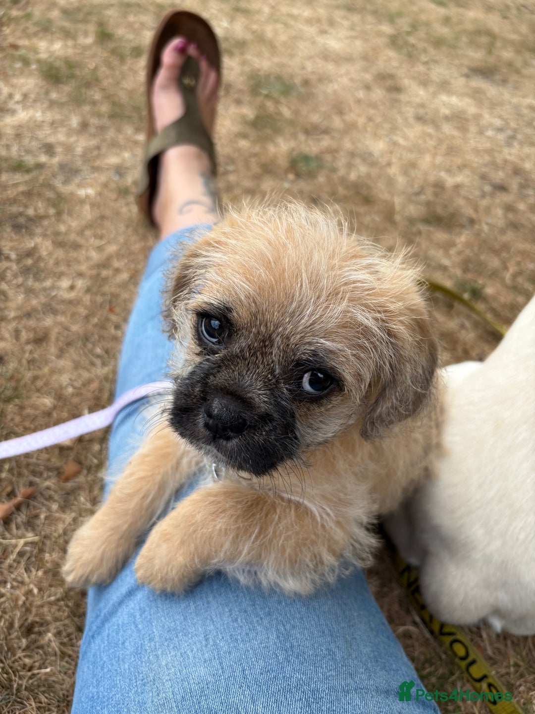 Mixed Breed dogs for sale: Fluffy frenchies  - Image 1