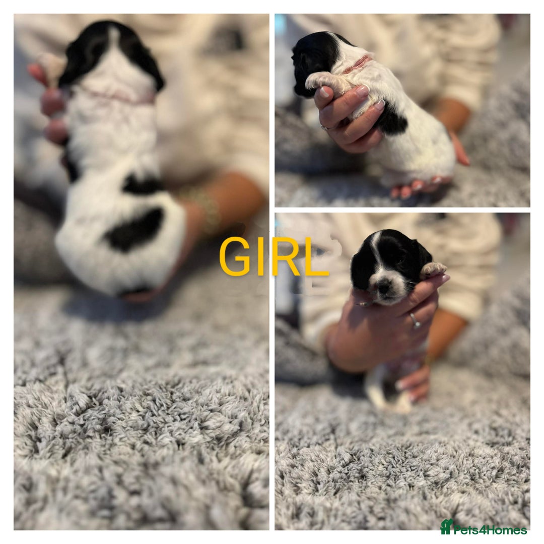 Mixed Breed dogs for sale: Cockapoo's  - Advert 4