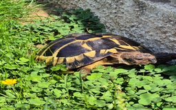 Tortoise reptiles for sale: reluctantly need to rehome my lovely tortoise  - Image 4