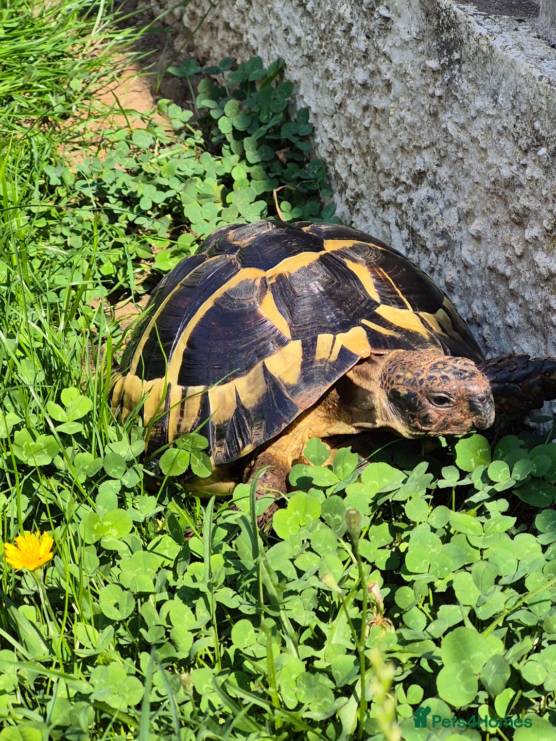 Tortoise reptiles for sale: reluctantly need to rehome my lovely tortoise  - Image 4