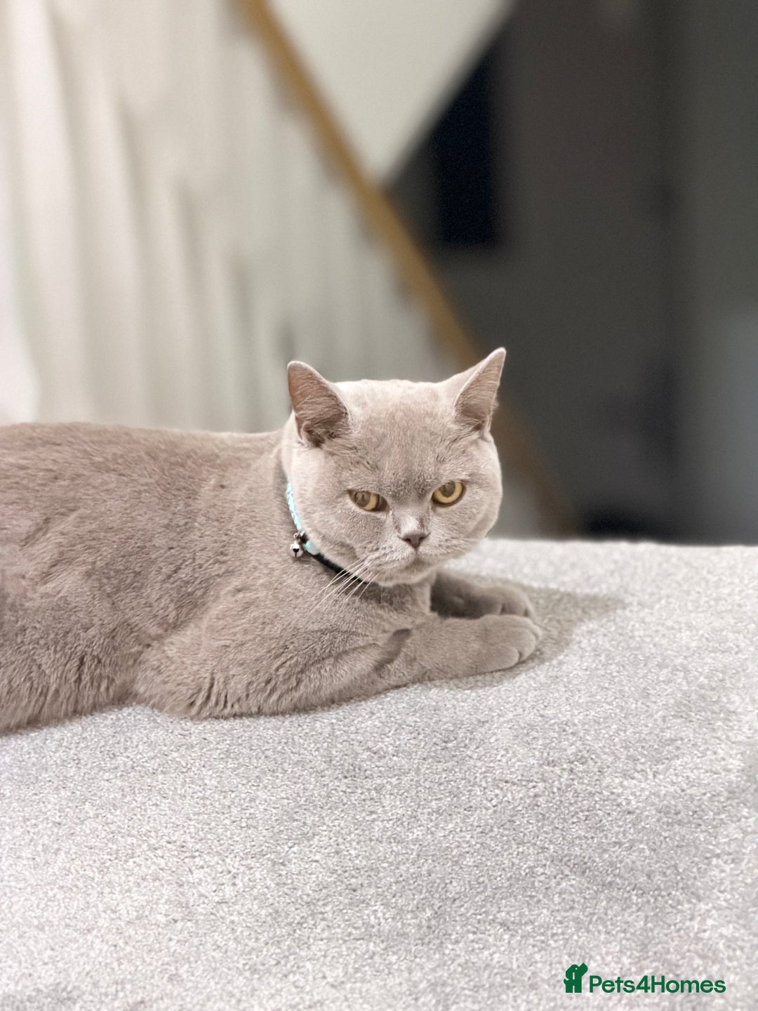 British Shorthair cats for sale: British shorthair  - Advert 4