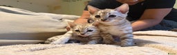 Bengal cats for sale: TICA registered Bengals  - Advert 3