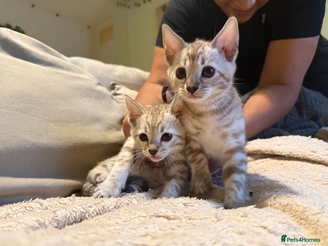 Bengal cats for sale: TICA registered Bengals  - Advert 3