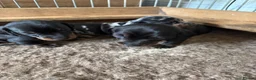 Miniature Dachshund dogs for sale: KC Registered Miniature Dachshund Puppies - Advert 15