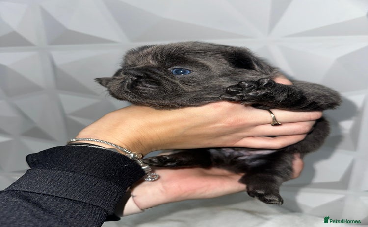 French Bulldog dogs Fluffy French Bulldog Puppies for sale - Advert 1